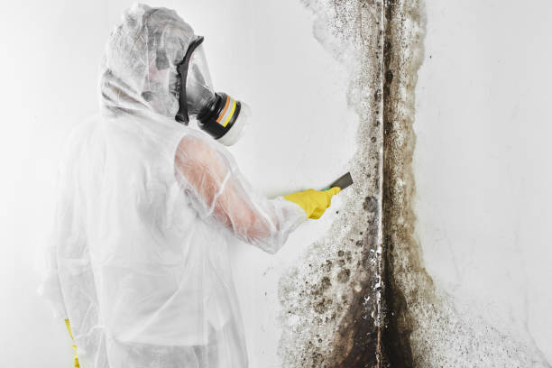 Best Professional Mold Removal  in Morro Bay, CA