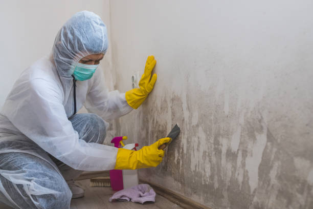 Certified Mold Removal in Morro Bay, CA