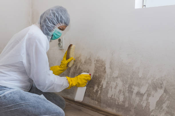 Best Office Mold Removal Services  in Morro Bay, CA