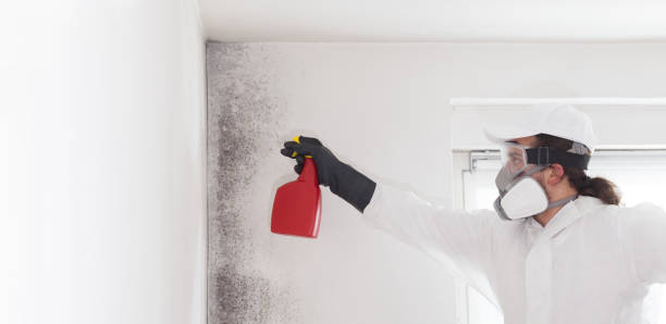 Best Mold Remediation  in Morro Bay, CA