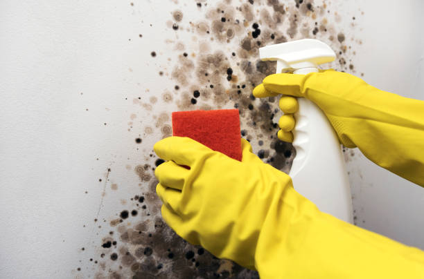 Best Fast Mold Removal  in Morro Bay, CA