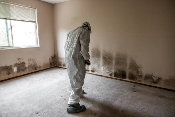 Mold Removal Process in Morro Bay, CA