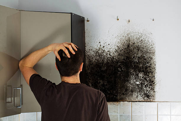 Best Home Mold Removal  in Morro Bay, CA