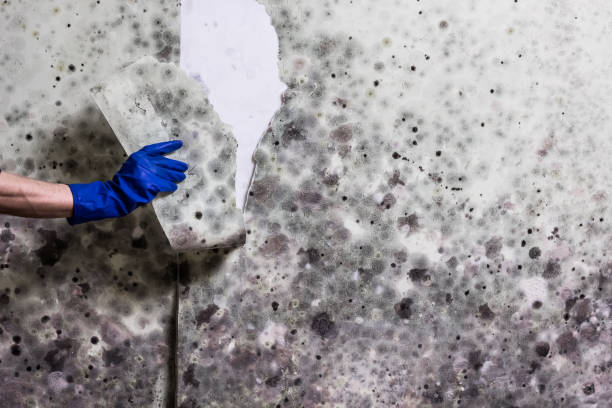 Best Toxic Mold Removal  in Morro Bay, CA