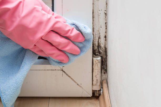 Best Commercial Mold Removal  in Morro Bay, CA