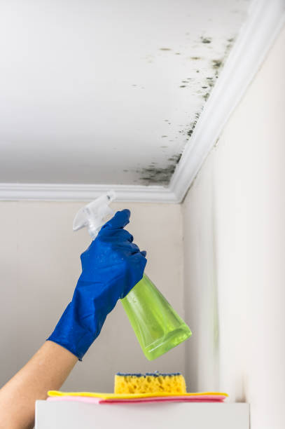 Office Mold Removal Services in Morro Bay, CA